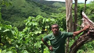 Visiting a 3 year old Kava Farm [upl. by Findlay819]