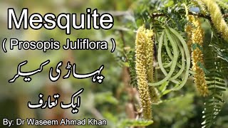 An Introduction Of Mesquite  Prosopis Juliflora  Pahari Kikar  How Pahari Kikar Came to Pakistan [upl. by Eat144]