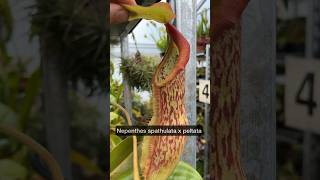 Nepenthes spatulata x peltata eine Kannenpflanze die zu den perfekten Mäusefängern zählt [upl. by Lashond]