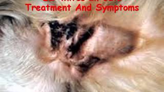 Ear Mites In Cats Treatment And Symptoms [upl. by Eloisa204]