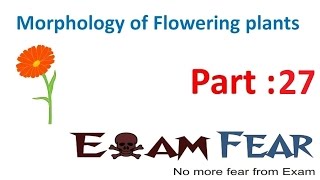 Biology Morphology of Flowering Plants part 27 Flower types CBSE class 11 XI [upl. by Dorej353]