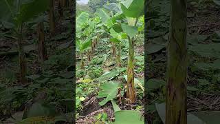 Mira como estamos cultivando platanos y pipianes juntos viralvideo comenta sucribete comparte [upl. by Akerley979]