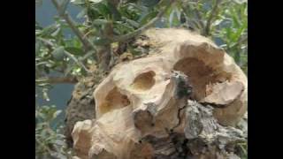 Bonsai Tree Wood Carving Demonstration [upl. by Mintun]