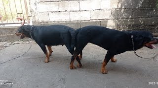 rottweiler dog mating process [upl. by Eiramanit756]