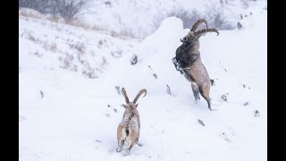 ALTAI IBEX  How I photographed a fight scene of male ibexes in the snow  Mongolia [upl. by Orose137]