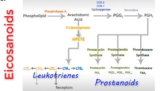 Eicosanoids Pathway  Prostanoids And Leukotrienes BioSynthesis Pathways [upl. by Shandeigh]