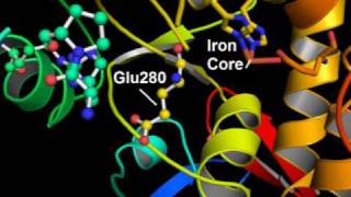 E280K Mutation  Phenylketonuria [upl. by Leinadnhoj]