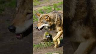 Facts about Apennine Wolf 🐺 apenninewolf [upl. by Notlit]