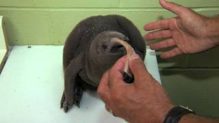 New King Penguin Chick  Cincinnati Zoo [upl. by Spector630]