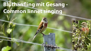 Bluthänfling mit Gesang  Common linnet singing  Carduelis cannabina [upl. by Trixi65]