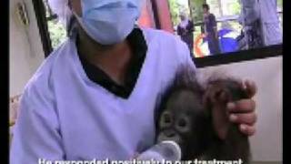 SHOCKING What Palm Oil Does to Orang Utan [upl. by Janel]