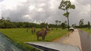 GoPro HD HERO2 at Lion Country Safari West Palm Beach Florida [upl. by Attiuqehs]