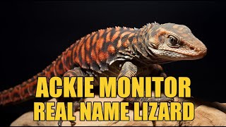 Ackie Monitor as a pet ackiemonitor akciemonitorpet animalfacts [upl. by Htebezile]