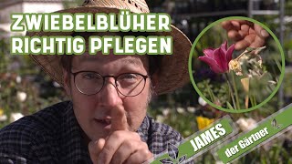 Was Narzisse Tulpe und Zierlauch nach der Blüte brauchen  James der Gärtner [upl. by Caputo749]