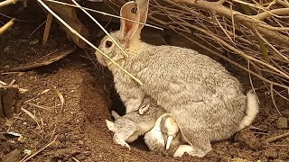 Criando CONEJOS En La Naturaleza  ¿Podemos Criar Conejos En La Naturaleza⁉️ Parte 2  2022 [upl. by Corrina772]