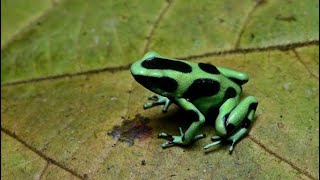 Dendrobates auratus ficha técnica alimentación cuidados reproducción [upl. by Nawtna]