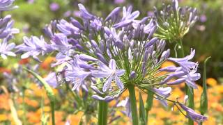 Graceful agapanthus come in different sizes [upl. by Adnuhser]