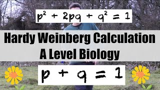 How to do Hardy Weinberg calculations  A Level Biology [upl. by Ferrick]