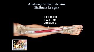 Anatomy Of The Extensor Hallucis Longus Muscle  Everything You Need To Know  Dr Nabil Ebraheim [upl. by Sinnylg]