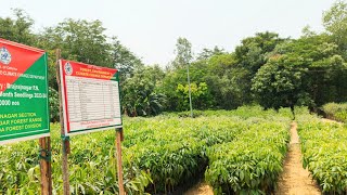 forest department for seedlinggraftingfruit plant nursery [upl. by Adirem]