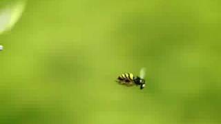 Minuscule dragonfly an wasp in race [upl. by Naneek]