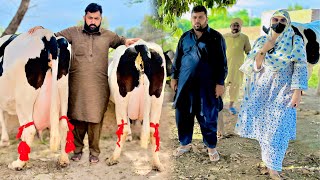 Taj Dairy Farm  Cow Farm Punjab  Doodh Wali Cow For Sale  Sasti Gay  Gaushala  Pk Janwar Mandi [upl. by Novad]