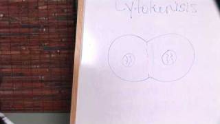 Human Physiology  What Is Cytokinesis [upl. by Adrea95]