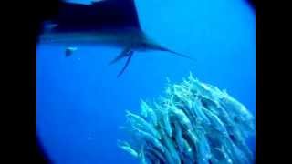 Sailfish attacking a school of sardines  slow motion [upl. by Aerdnaid]