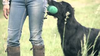 Eli  Flatcoated Retriever Super Slowmotion [upl. by Sirac]