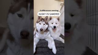 Should you get a HUSKY or a SAMOYED 🤔🐾 [upl. by Annazus]