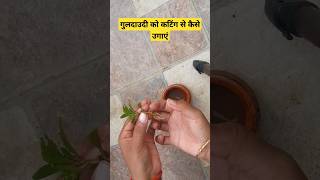 How to grow chrysanthemum from cutting गुलदाउदी को कटिंग से कैसे उगाएंchrysanthemumflower [upl. by Eiddal]