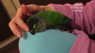 My Pet Pyrrhura Parrot  Sundry Mood [upl. by Tnarb]