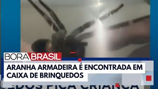 Criança de 3 anos é picada por aranha armadeira em MG I Bora Brasil [upl. by Dorison]