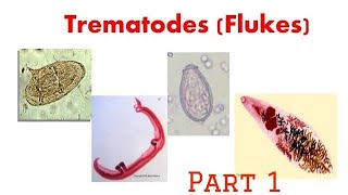 Trematodes  Intro schistosoma microbiology trematode pathology [upl. by Asial]