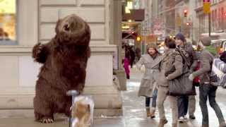 Hungry bear loose in NYC [upl. by Serilda149]