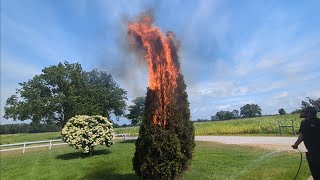 Controversial Way To Get Rid Of Bag WormsGypsy Moths With Fire [upl. by Nobel]