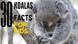 30 Astonishing Facts About Koalas You Wont Believe  Kids Animal Facts  Koala Sleep Habits [upl. by Aninaj]