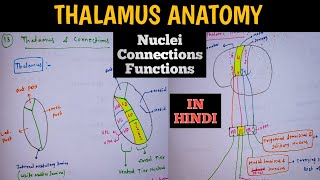 Thalamus  Functions Connections Nuclei  Thalamus Anatomy  Neuroanatomy [upl. by Dadirac]