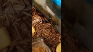 madagascar hissing cockroaches [upl. by Dorolice]