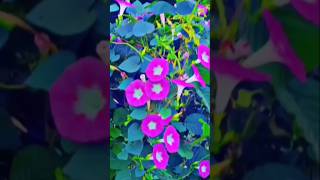 Flowers Status songFlowers Hindi Song Whatsapp status [upl. by Wakerly]