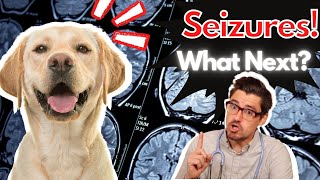 Dog Seizures What Next with Dr Dan [upl. by Pietra]