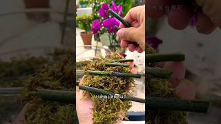 propagation orchid plants processing short [upl. by Yeliac]