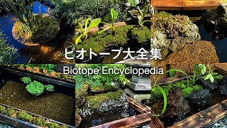 めだかのビオトープアイデア6選。制作ヒントと作り方集DIYビオトープメダカJapanese killifishvlog [upl. by Raimondo811]