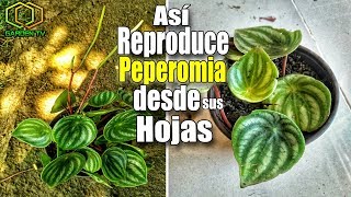 MIRA COMO REPRODUCIR LA PEPEROMIA DESDE SUS HOJAS [upl. by Bum700]