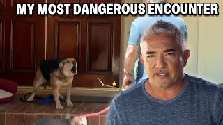 My Most Dangerous Case  A German Shepherd That Attacks 247  Cesar 911 Season 3 Ep 5  Part 1 [upl. by Meer]