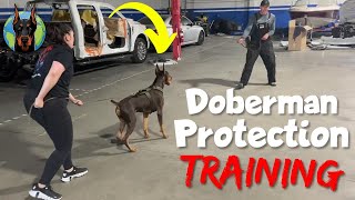 Doberman Protection Training—Pros and Cons [upl. by Blisse]