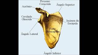 Esqueleto Apendicular [upl. by Wattenberg]