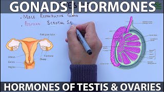 Gonads and Hormones [upl. by Eisdnil]