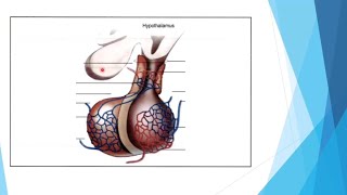 03Pituitary disorders P2 [upl. by Suivatco]