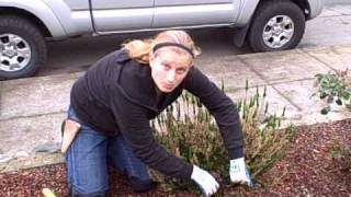 How to Prune a Scotch Heather from NCGAVI [upl. by Ruttger]